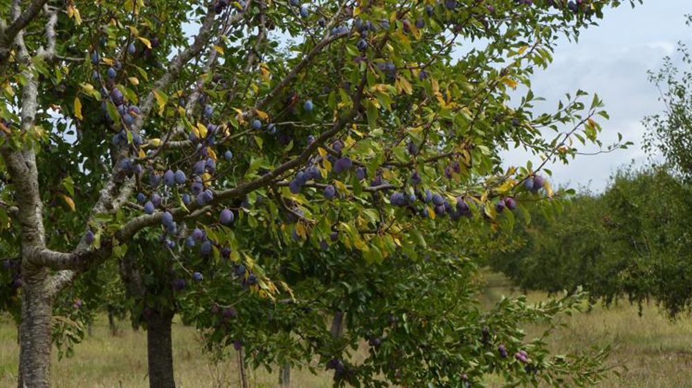 Des pruniers du Gers. © GFA